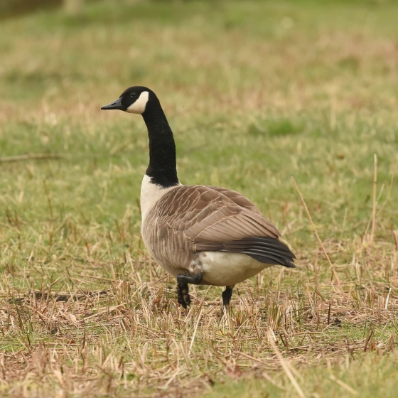 Canada geese hotsell migration in uk